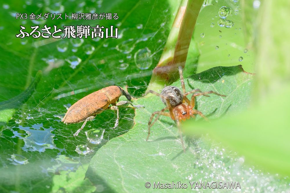 飛騨高山に棲むシロコブゾウムシとカツオゾウムシが、クモの巣に乱入している様子の写真です。