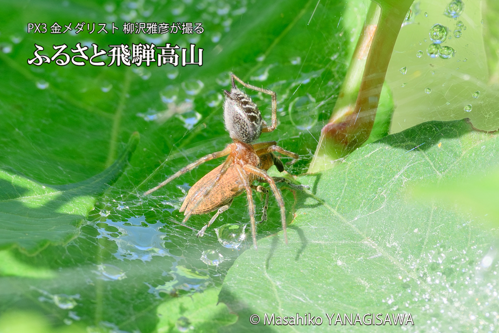 飛騨高山に棲むシロコブゾウムシとカツオゾウムシが、クモの巣に乱入している様子の写真です。