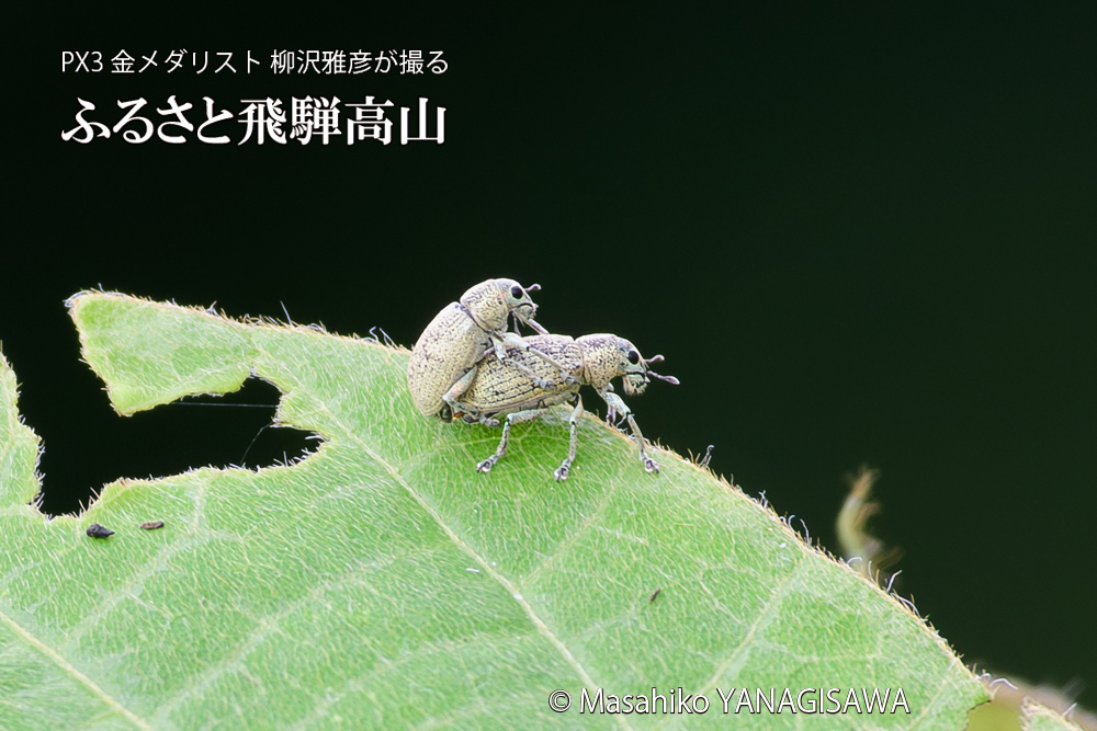 飛騨高山に棲むコフキゾウムシの写真です。