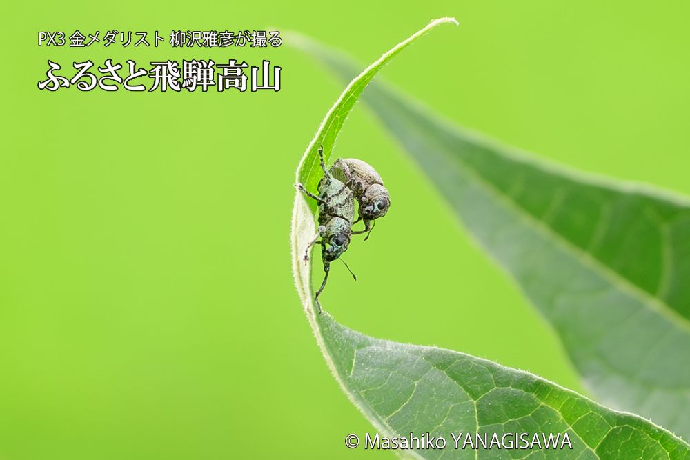 飛騨高山に棲むコフキゾウムシの写真です。