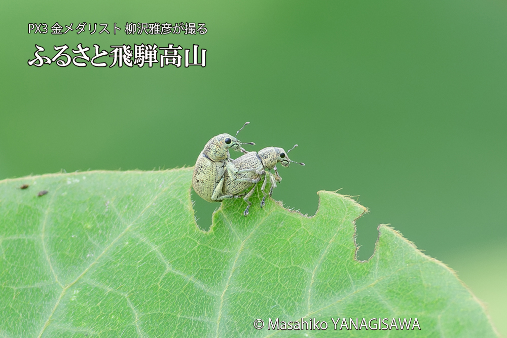 飛騨高山に棲むコフキゾウムシの写真です。