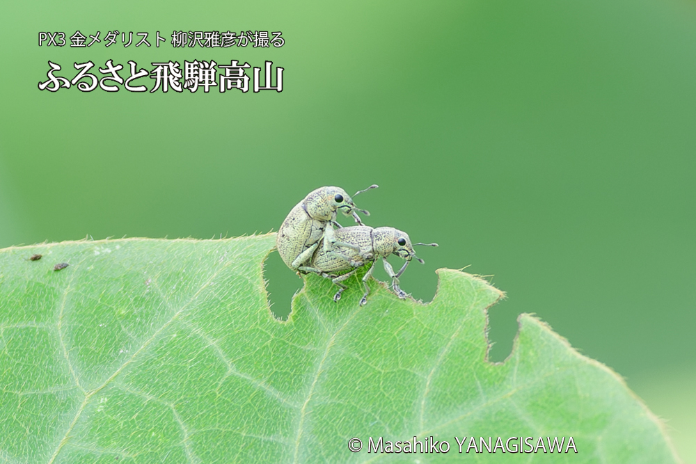飛騨高山に棲むコフキゾウムシの写真です。