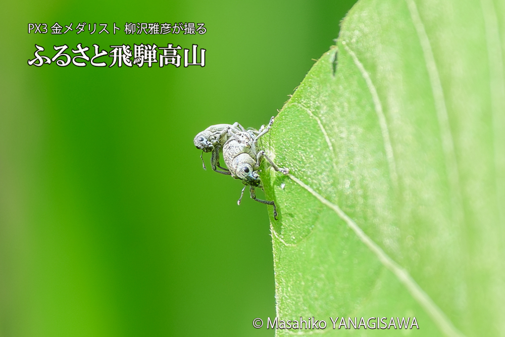 飛騨高山に棲むコフキゾウムシの写真です。