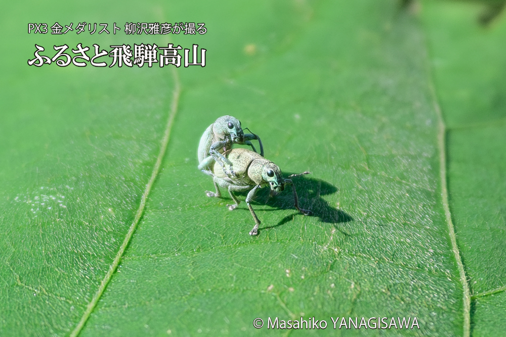 飛騨高山に棲むコフキゾウムシの写真です。