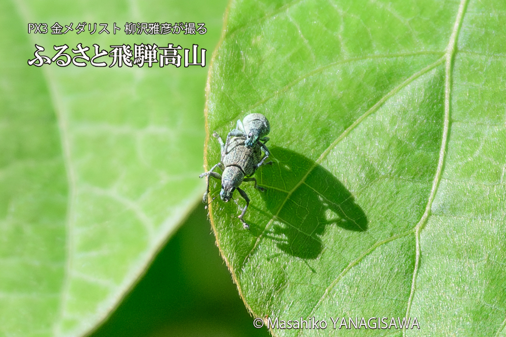 飛騨高山に棲むコフキゾウムシの写真です。