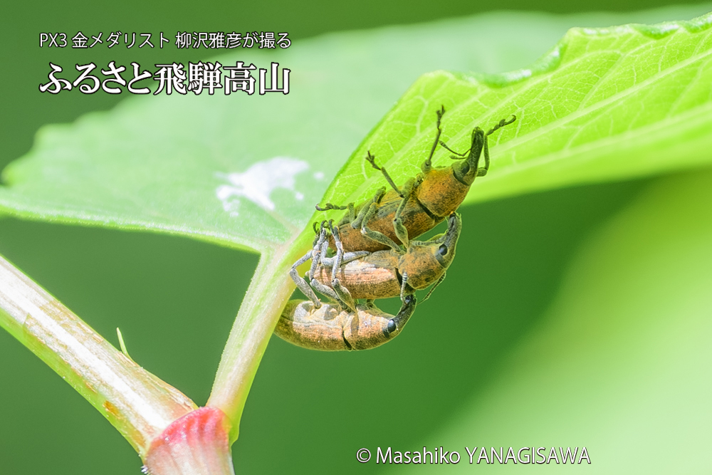 飛騨高山に棲むカツオゾウムシの写真です。