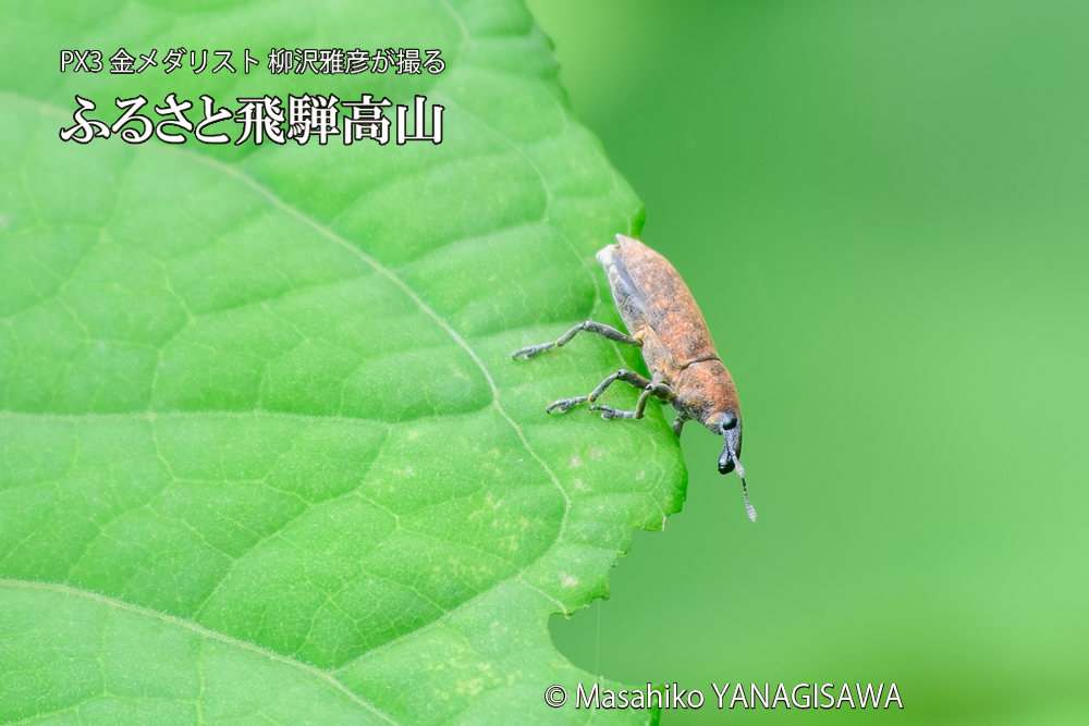 飛騨高山に棲むカツオゾウムシの写真です。