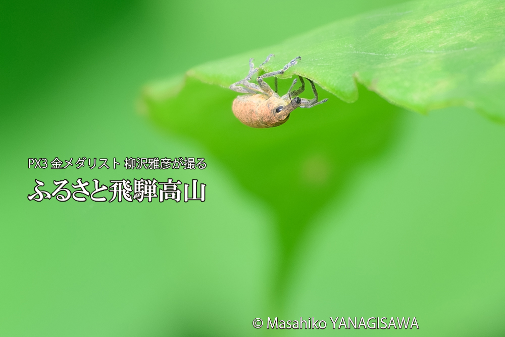 飛騨高山に棲むカツオゾウムシの写真です。