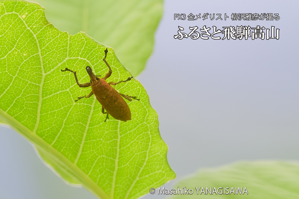 飛騨高山に棲むカツオゾウムシの写真です。