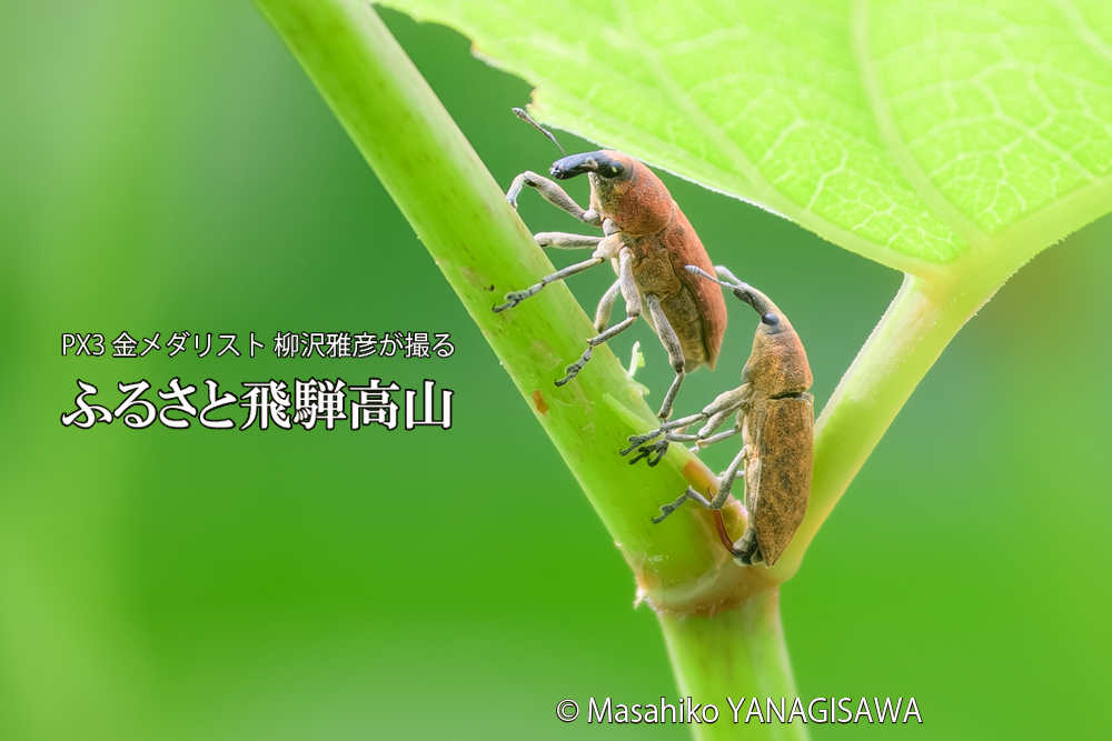 飛騨高山に棲むカツオゾウムシの写真です。