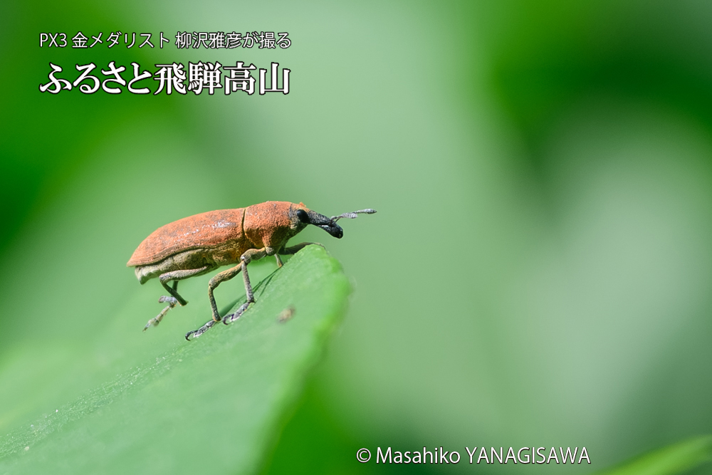 飛騨高山に棲むカツオゾウムシの写真です。