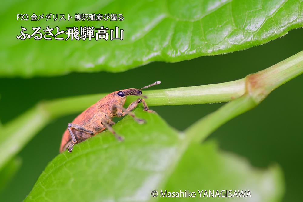 飛騨高山に棲むカツオゾウムシの写真です。