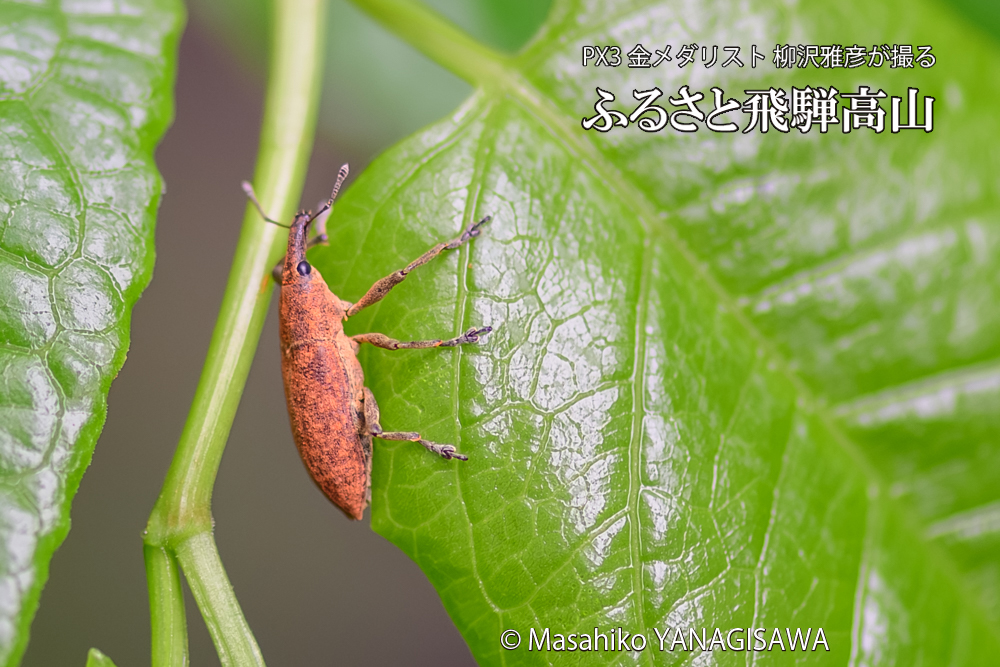 飛騨高山に棲むカツオゾウムシの写真です。