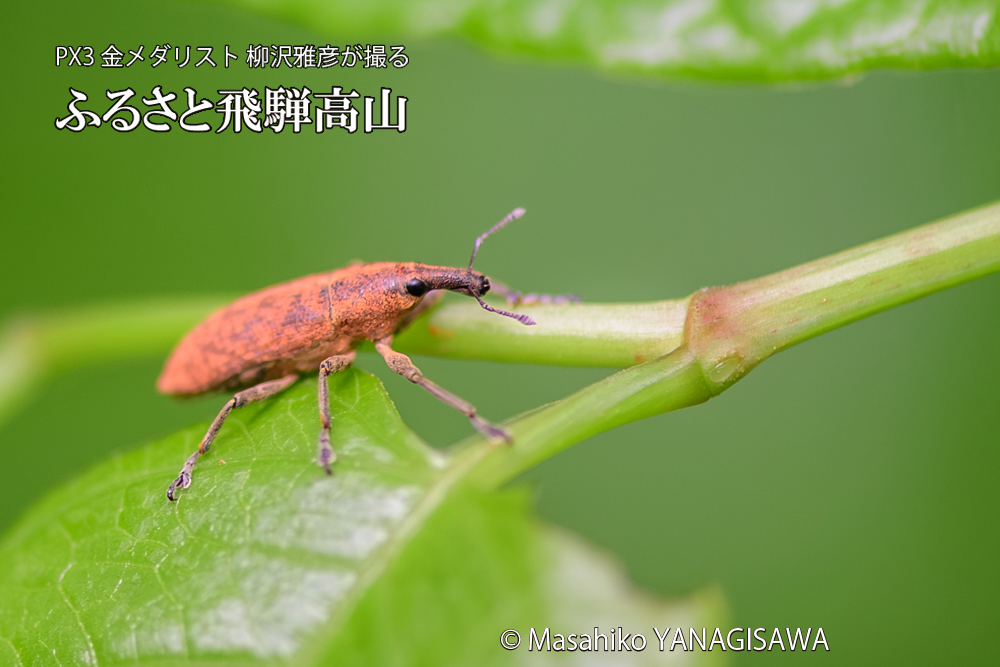 飛騨高山に棲むカツオゾウムシの写真です。