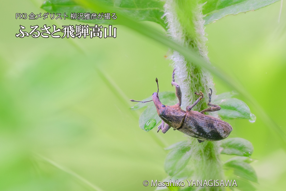 飛騨高山に棲むハスジカツオゾウムシの写真です。