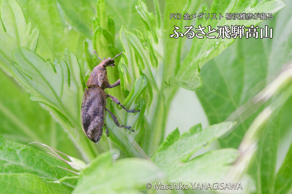 飛騨高山に棲むハスジカツオゾウムシの写真です。