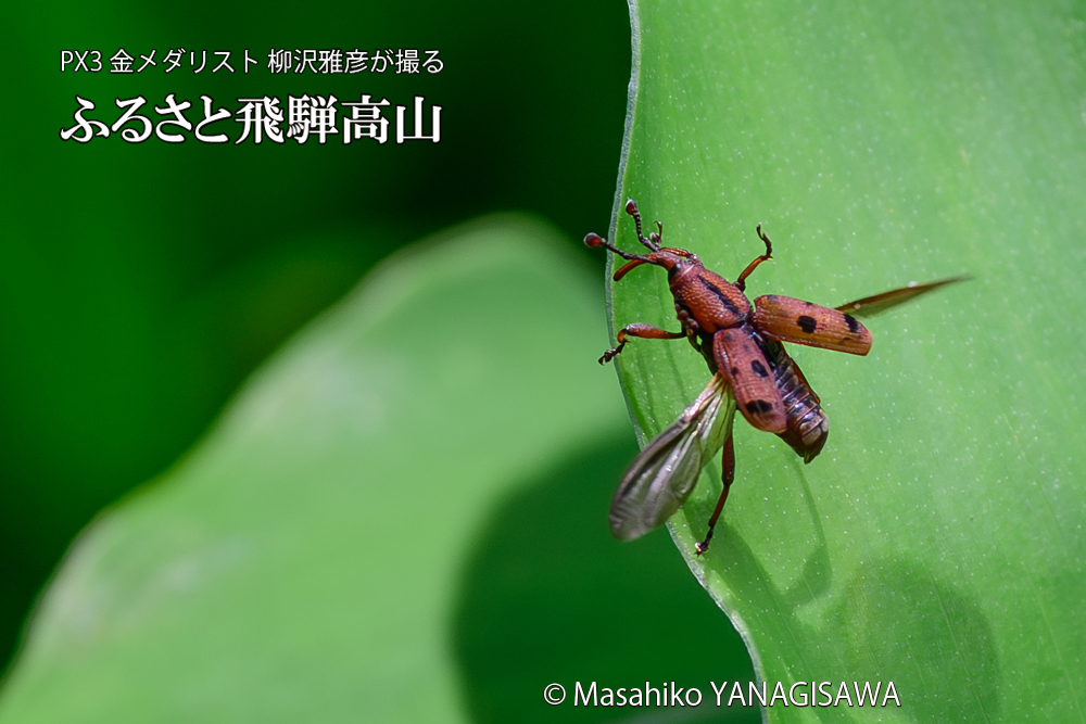 飛騨高山に棲むトオシオサゾウムシの写真です。
