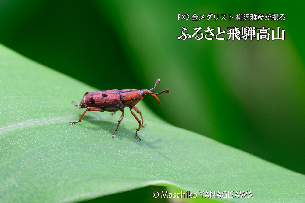 飛騨高山に棲むトオシオサゾウムシの写真です。