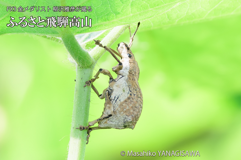 飛騨高山に棲むシロコブゾウムシの写真です。