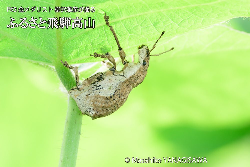 飛騨高山に棲むシロコブゾウムシの写真です。