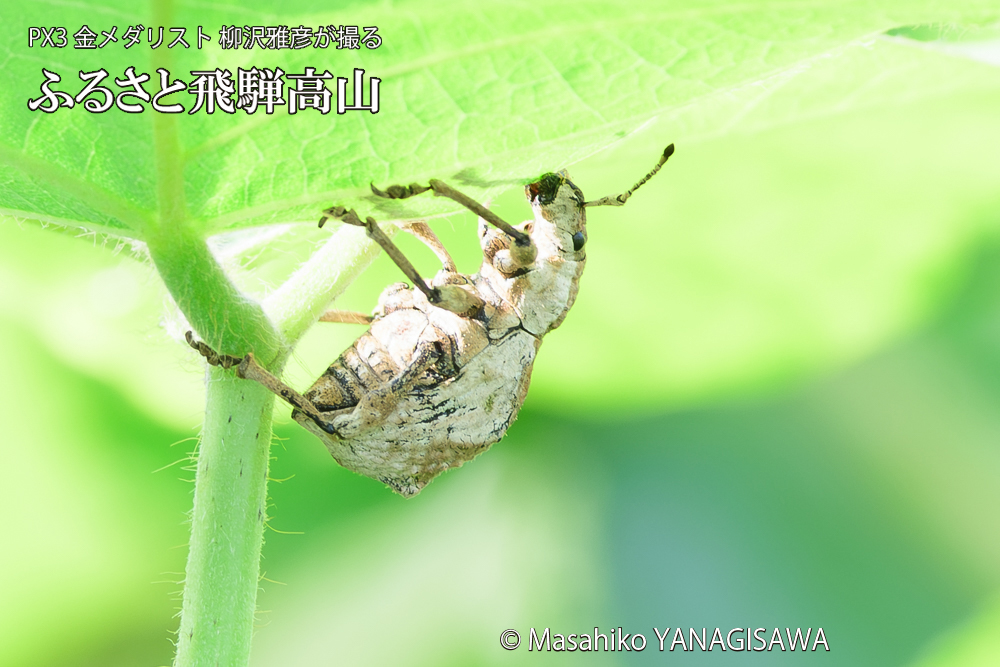 飛騨高山に棲むシロコブゾウムシの写真です。