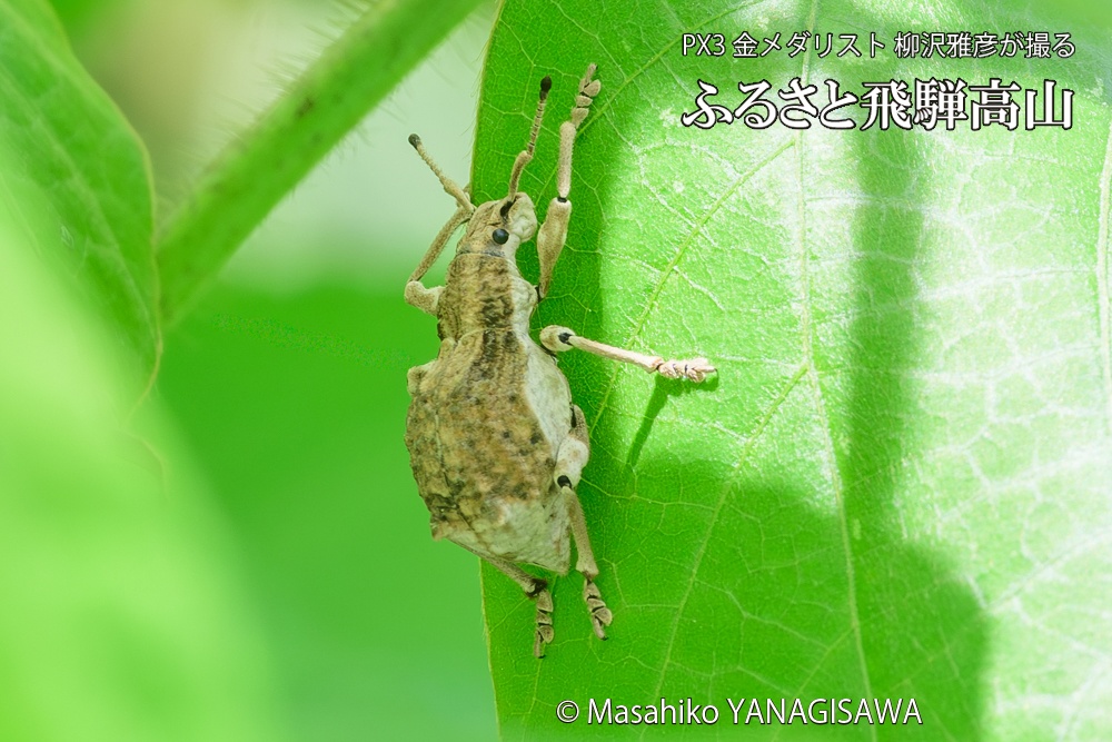 飛騨高山に棲むシロコブゾウムシの写真です。