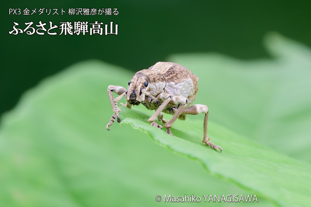 飛騨高山に棲むシロコブゾウムシの写真です。