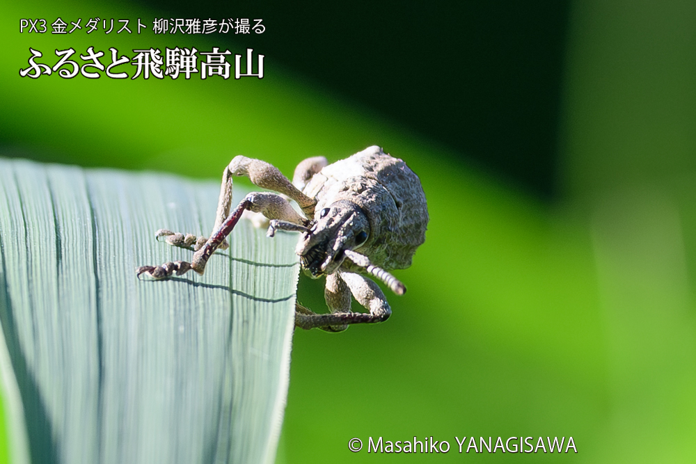 飛騨高山に棲むシロコブゾウムシの写真です。