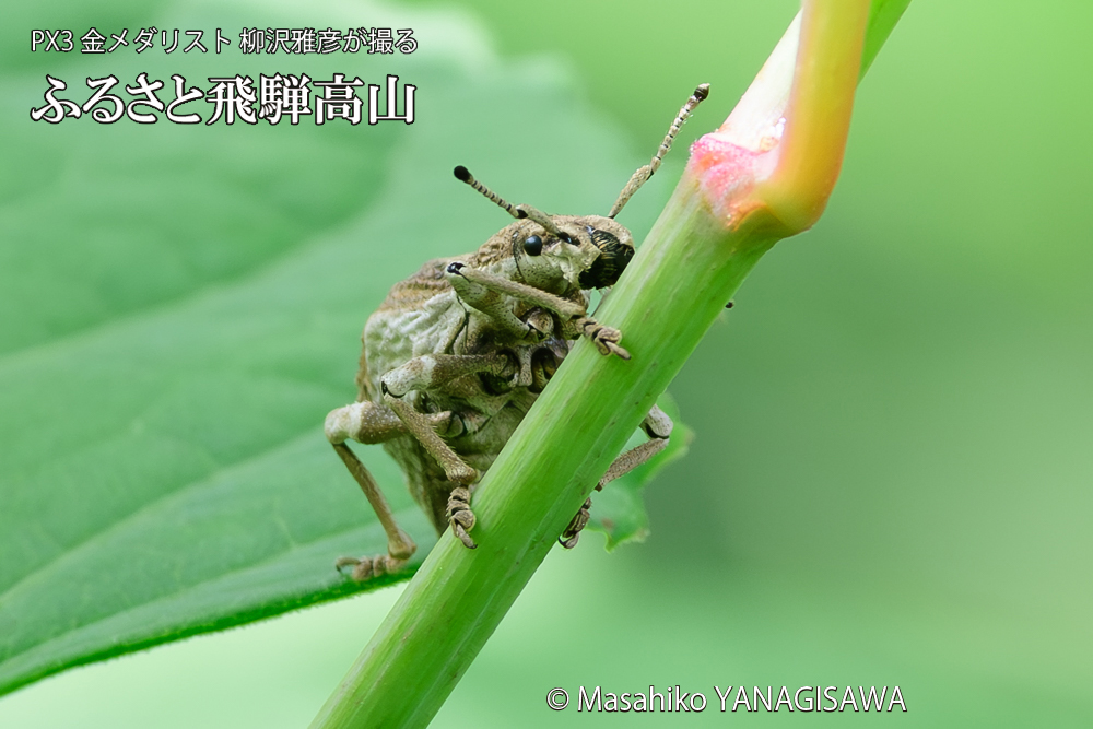 飛騨高山に棲むシロコブゾウムシの写真です。