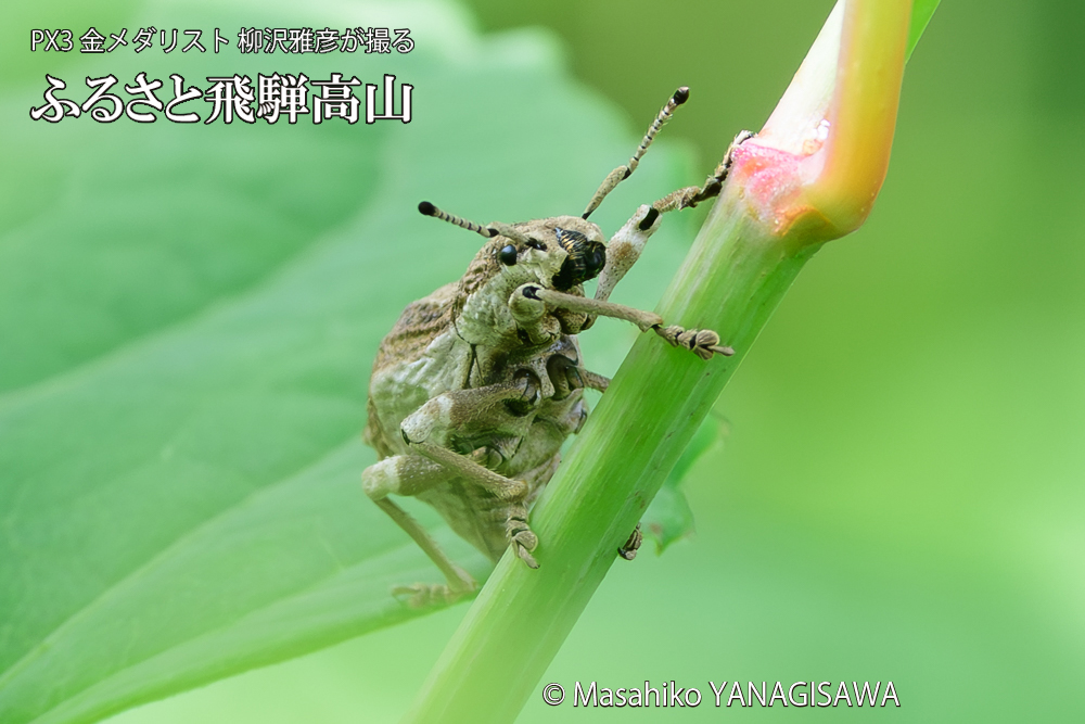 飛騨高山に棲むシロコブゾウムシの写真です。