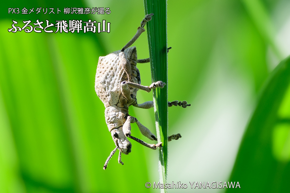 飛騨高山に棲むシロコブゾウムシの写真です。