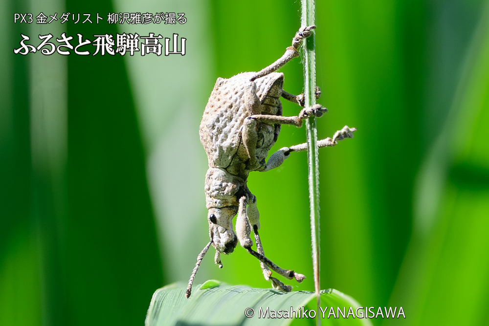 飛騨高山に棲むシロコブゾウムシの写真です。
