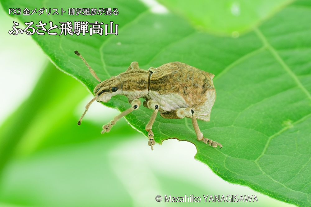 飛騨高山に棲むシロコブゾウムシの写真です。