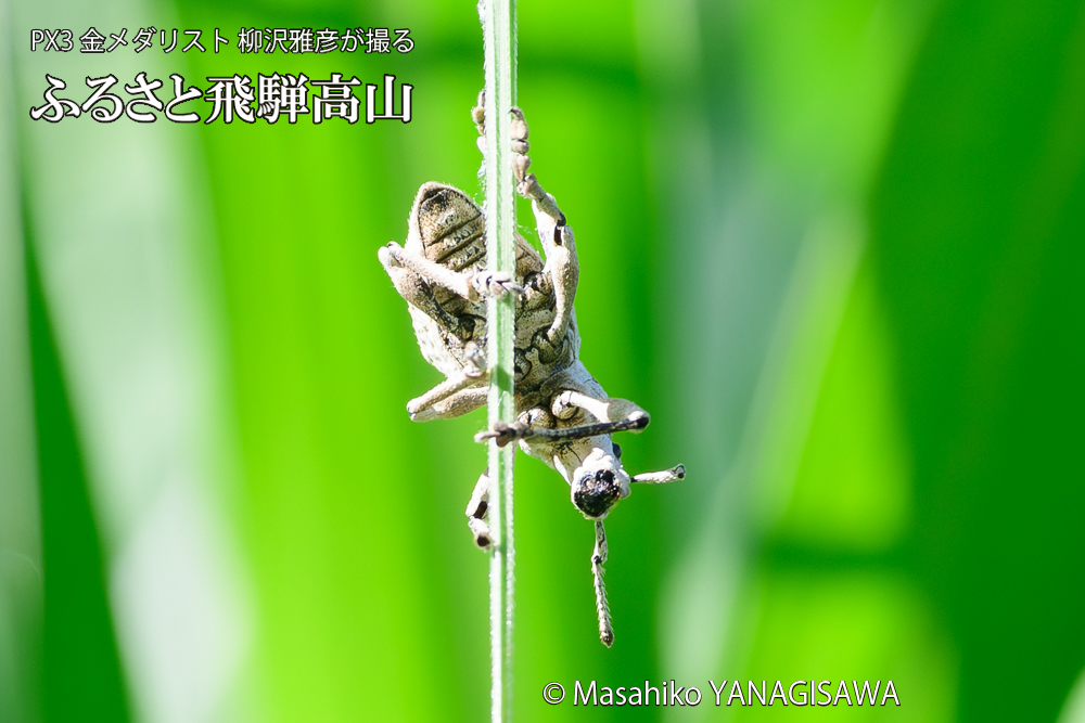 飛騨高山に棲むシロコブゾウムシの写真です。