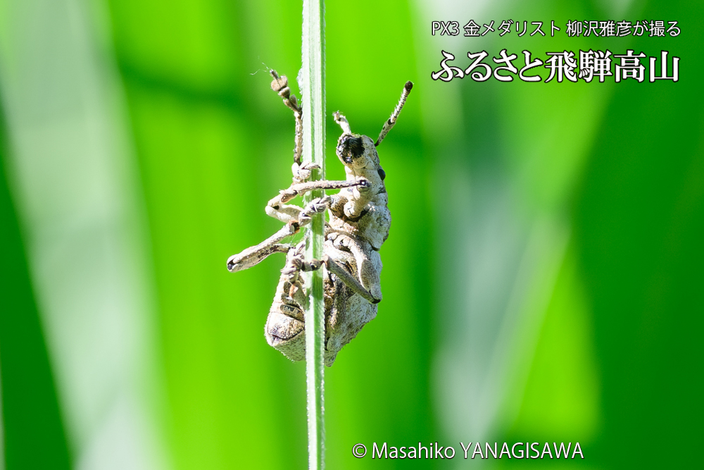 飛騨高山に棲むシロコブゾウムシの写真です。