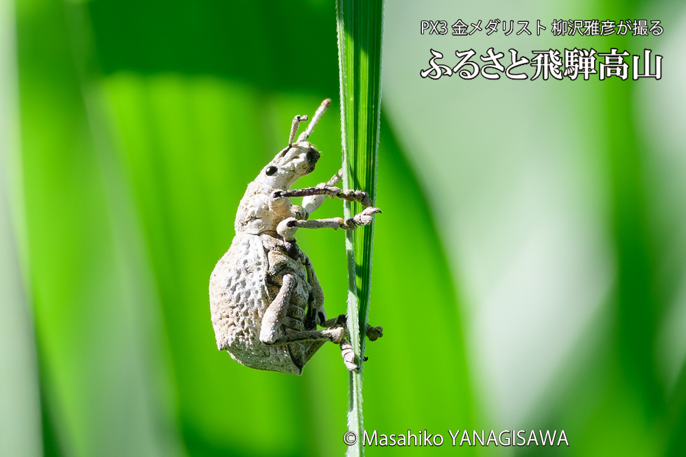 飛騨高山に棲むシロコブゾウムシの写真です。