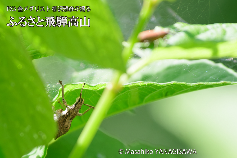 飛騨高山に棲むシロコブゾウムシの写真です。