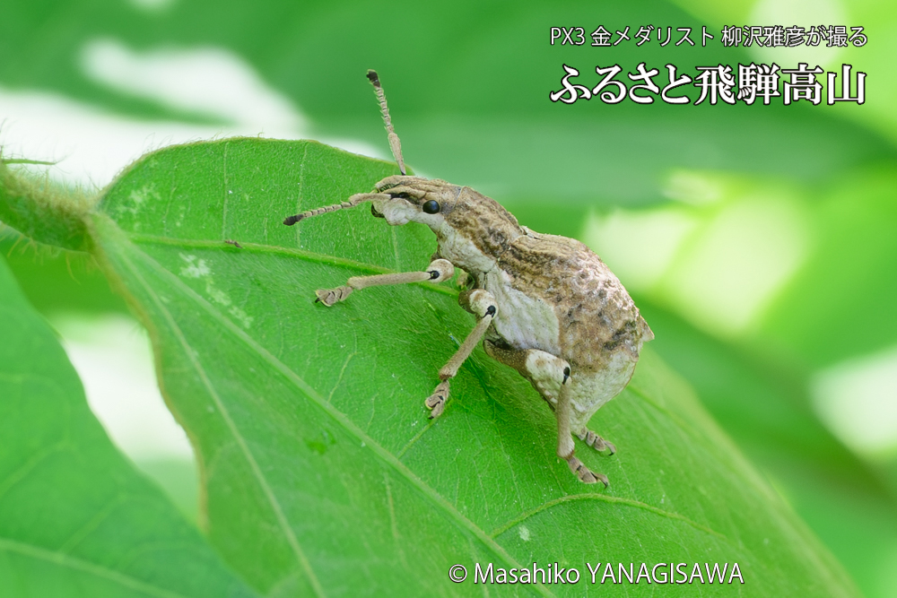 飛騨高山に棲むシロコブゾウムシの写真です。