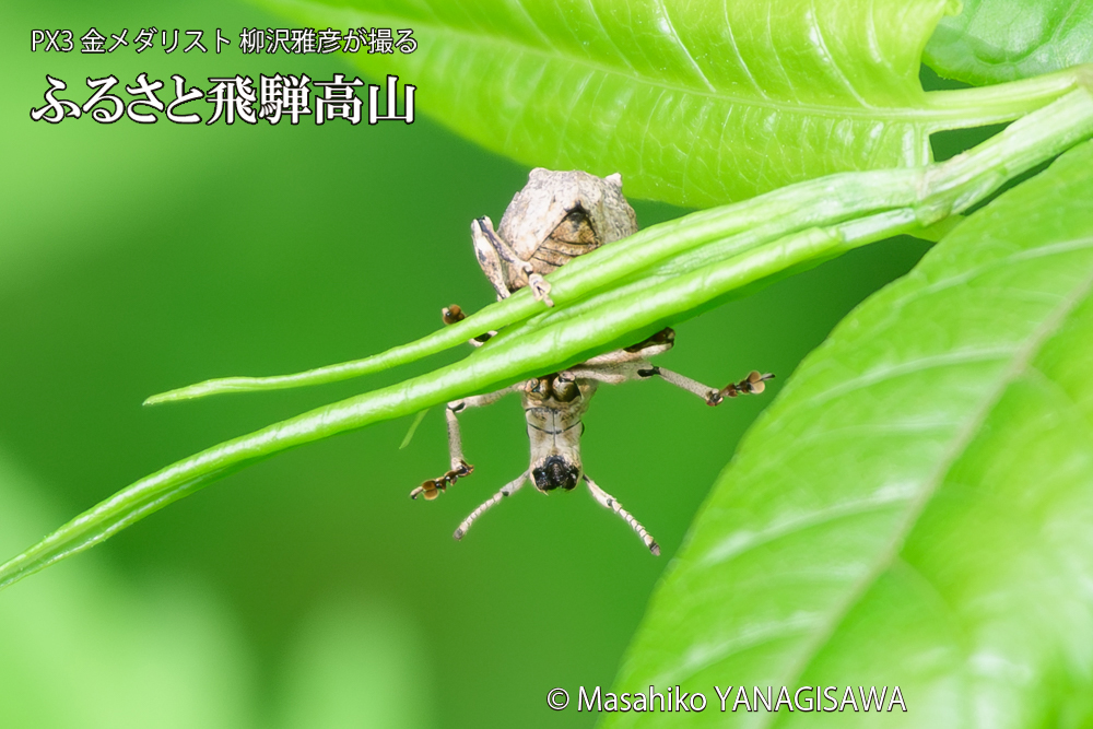 飛騨高山に棲むシロコブゾウムシの写真です。