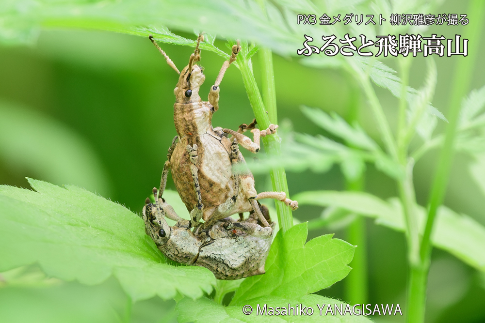 飛騨高山に棲むシロコブゾウムシの写真です。