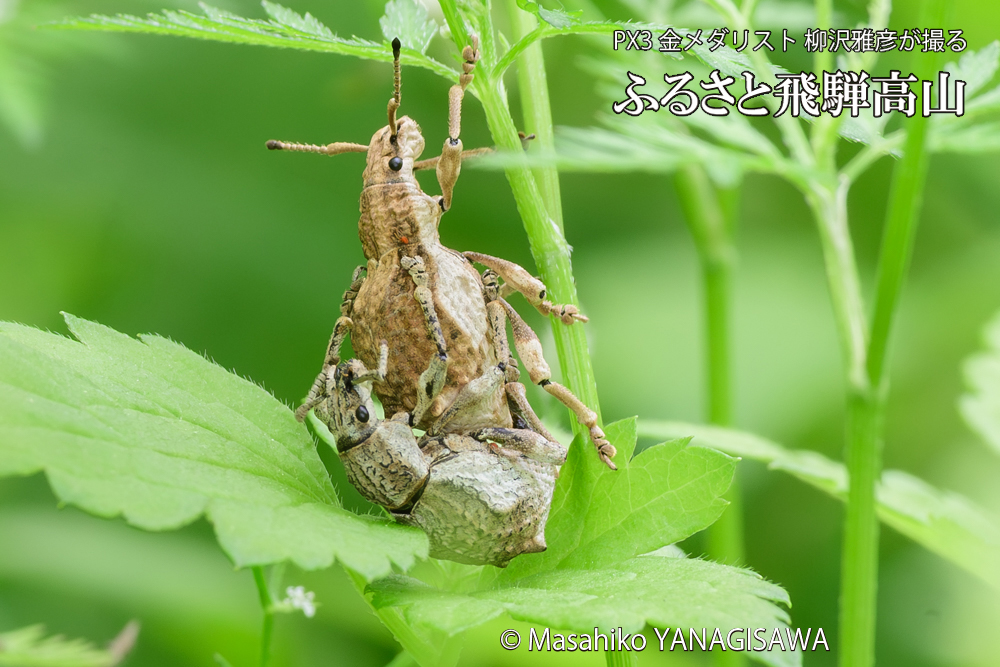 飛騨高山に棲むシロコブゾウムシの写真です。