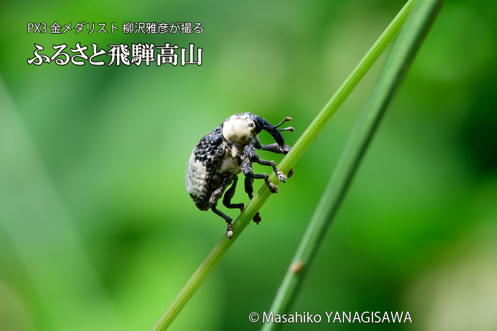 飛騨高山に棲むオジロアシナガゾウムシの写真です。