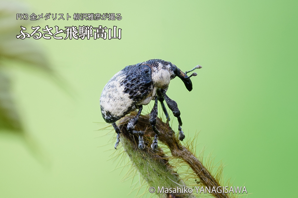 飛騨高山に棲むオジロアシナガゾウムシの写真です。