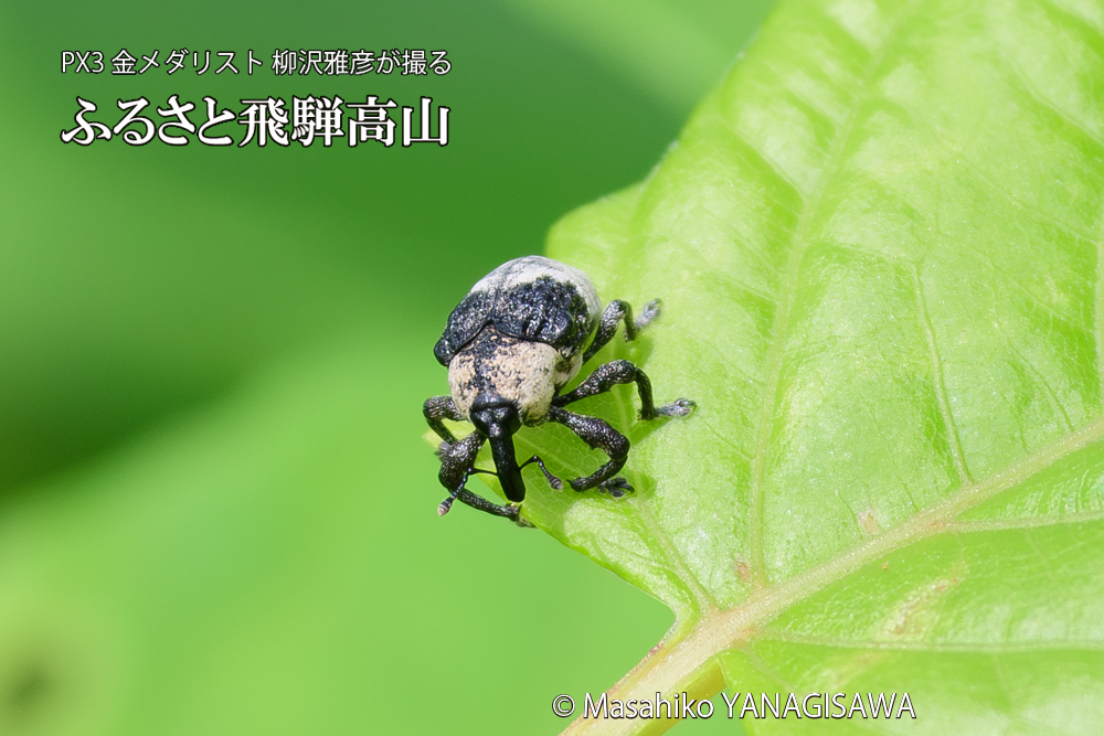 飛騨高山に棲むオジロアシナガゾウムシの写真です。