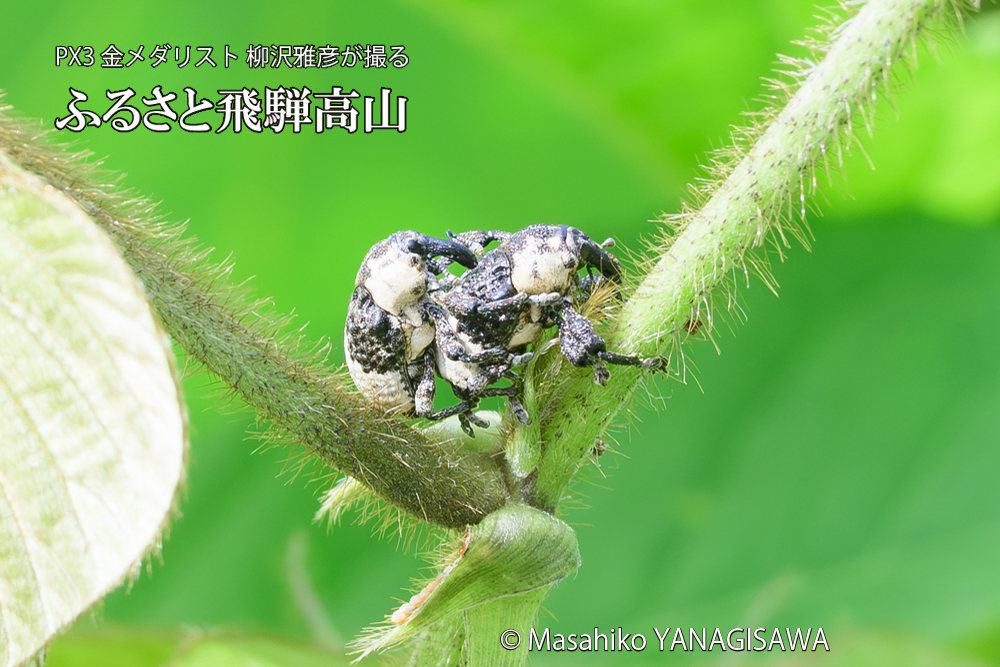飛騨高山に棲むオジロアシナガゾウムシの写真です。