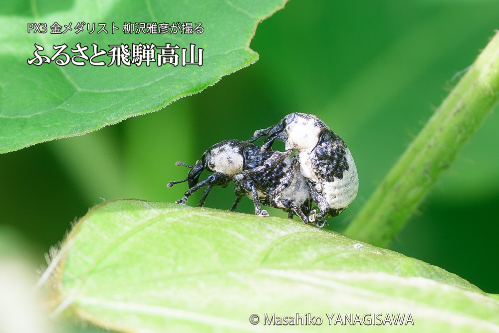 飛騨高山に棲むオジロアシナガゾウムシの写真です。