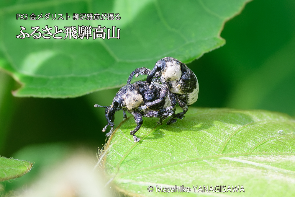 飛騨高山に棲むオジロアシナガゾウムシの写真です。