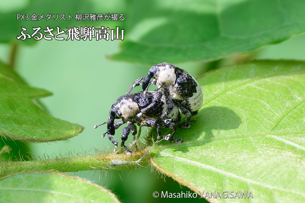 飛騨高山に棲むオジロアシナガゾウムシの写真です。