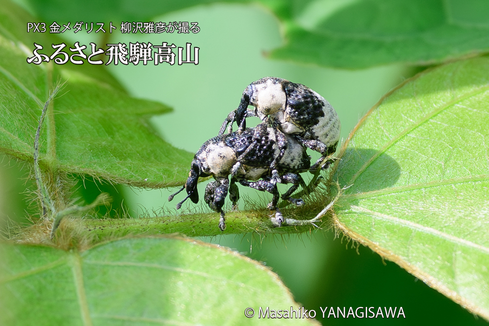 飛騨高山に棲むオジロアシナガゾウムシの写真です。