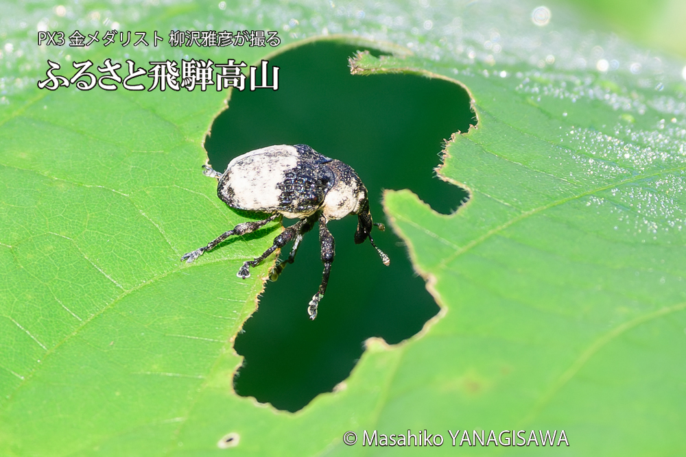 飛騨高山に棲むオジロアシナガゾウムシの写真です。